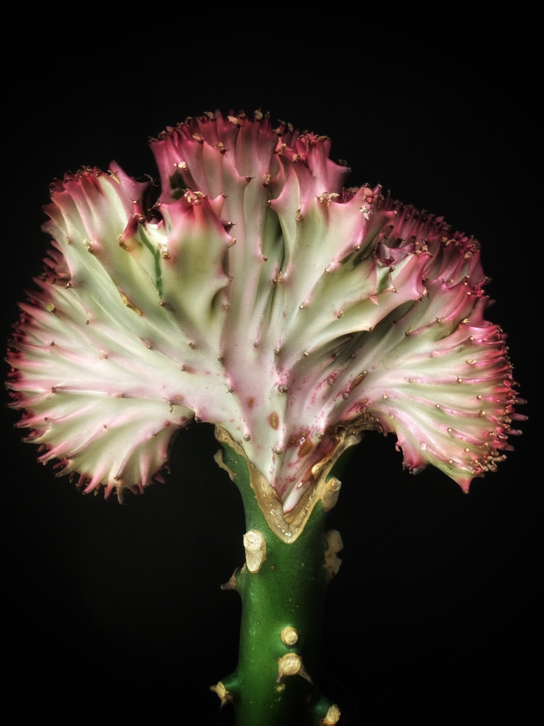 花まつ ビザールプランツ 珍奇植物 ユーフォルビア クイーンマハラジャ 我々という言葉に疑問を感じる 誰も隣の人間と同じではない アルベルト アインシュタイン ビザールプランツ 多様性 花まつ T Co Qvmewariet Twitter