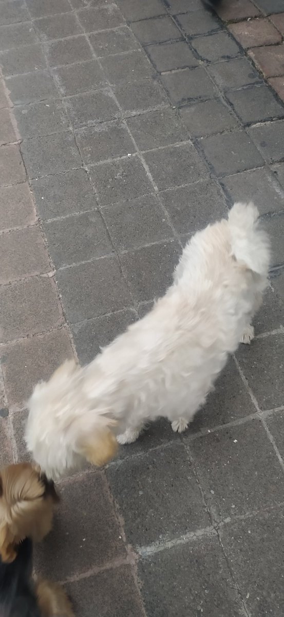 yex_mex's tweet photo. @PrrosPerdidosMX perro perdido anda en la colonia Juárez, visto el 24 junio en avenida bucareli, se ve de casa pero no está asustado https://t.co/NUrVNw6j4b