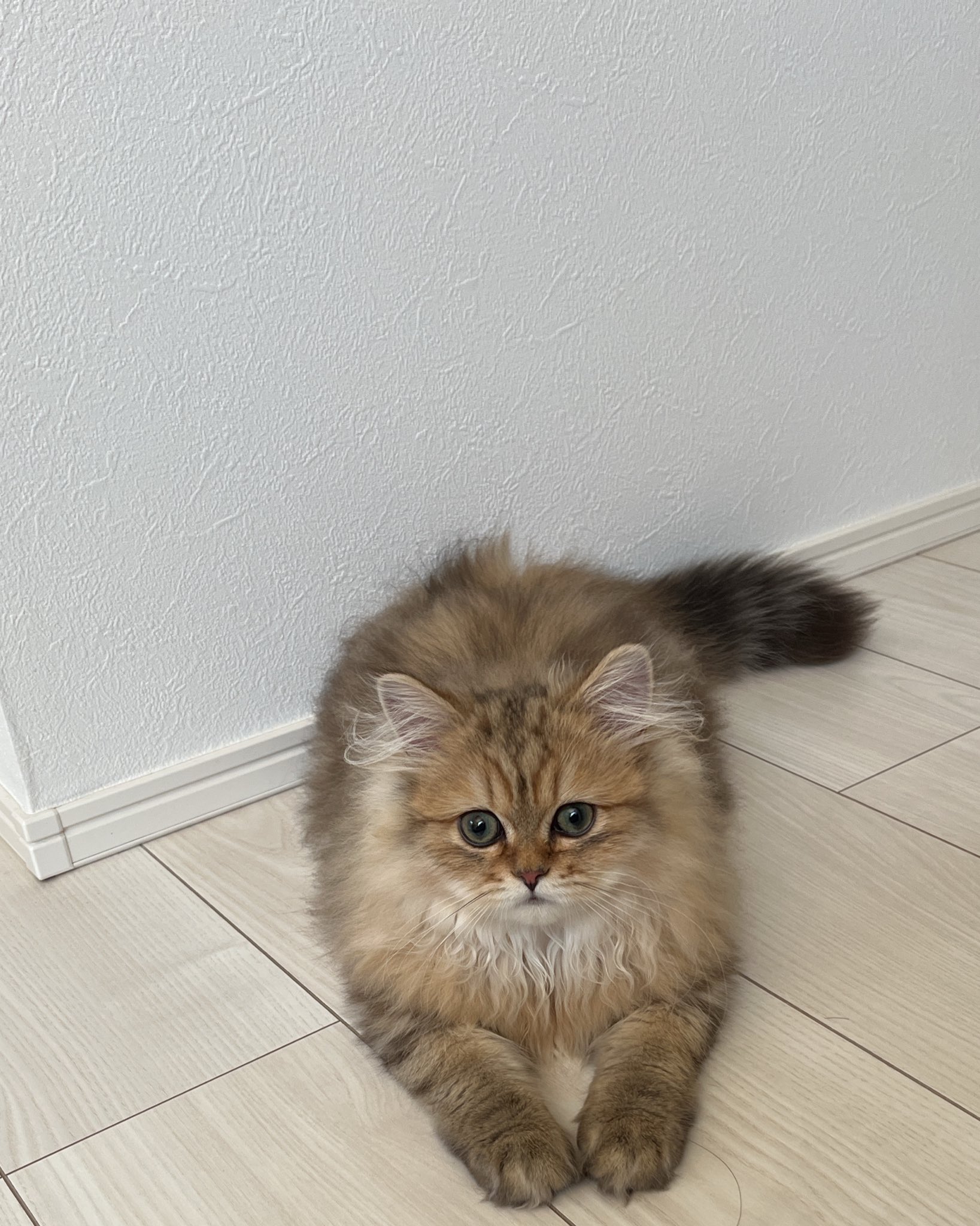 チンチラゴールデンのぽたろう 今日は暑いですね みなさん体に気をつけてください 猫 ペルシャ猫 チンチラ チンチラゴールデン 猫好きさんと繋がりたい 猫がいる幸せ 猫がいる生活 T Co Fz7zwsycfj Twitter チンチラゴールデンのぽたろう 今日は暑いですね みなさん体に気をつけてください 猫 ペルシャ猫 チンチラ チンチラゴールデン 猫好きさんと繋がりたい 猫がいる幸せ 猫がいる生活 T Co Fz7zwsycfj Twitter