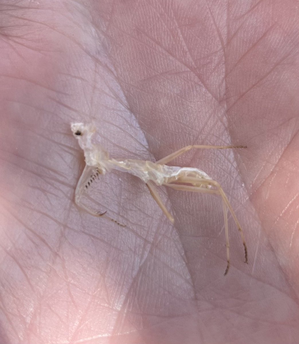 ArlingtonGarden (@arlingtongdnbs8) on Twitter photo I never knew that Praying Mantis shed their skin. Looks like this one needed to get a bit bigger! #insect #nature I never knew that Praying Mantis shed their skin. Looks like this one needed to get a bit bigger! #insect #nature