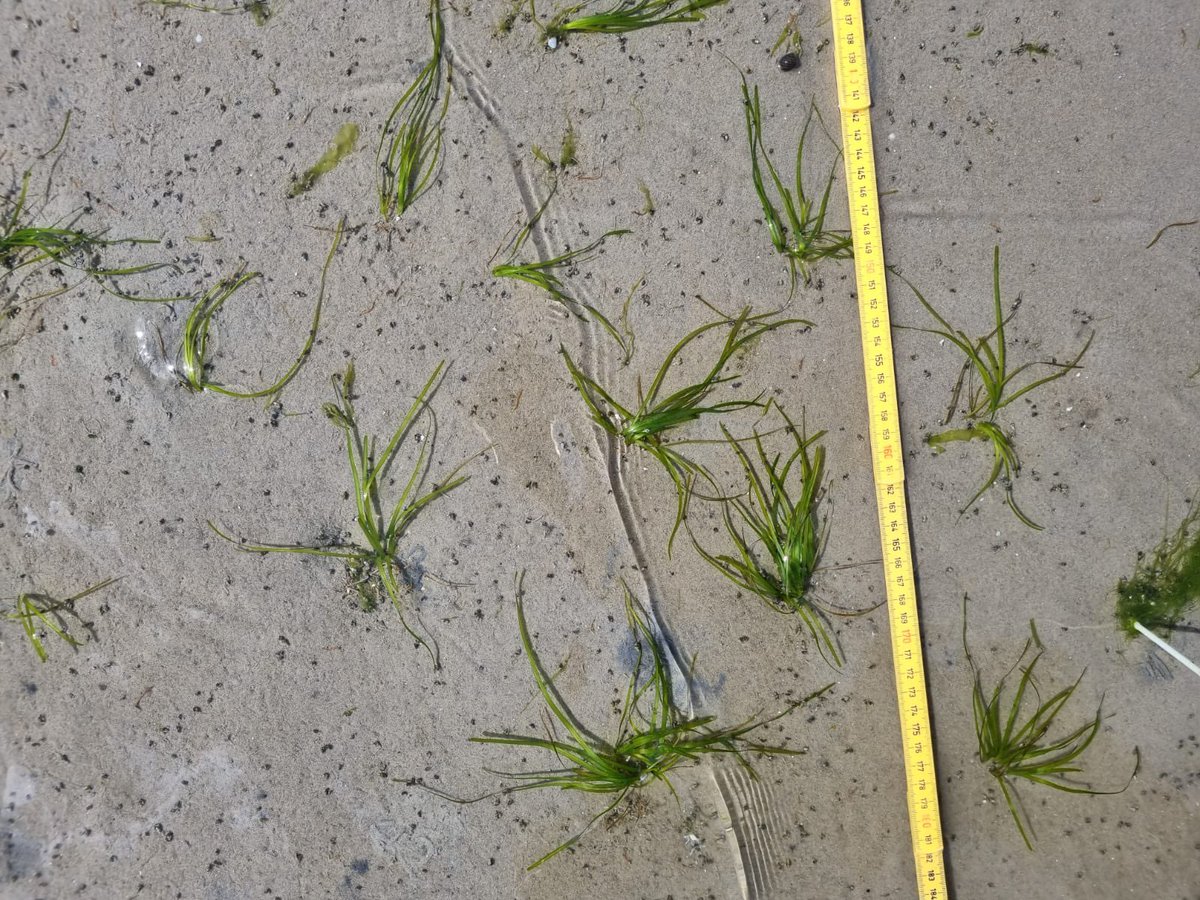 Vandaag is het Dag van het Wad #DvhW. Al 13 jaar Werelderfgoed! 🎊🎉 Op verschillende plekken zijn er vandaag leuke activiteiten rondom de #Waddenzee 👉 visitwadden.nl/nl/bezoeken/da…