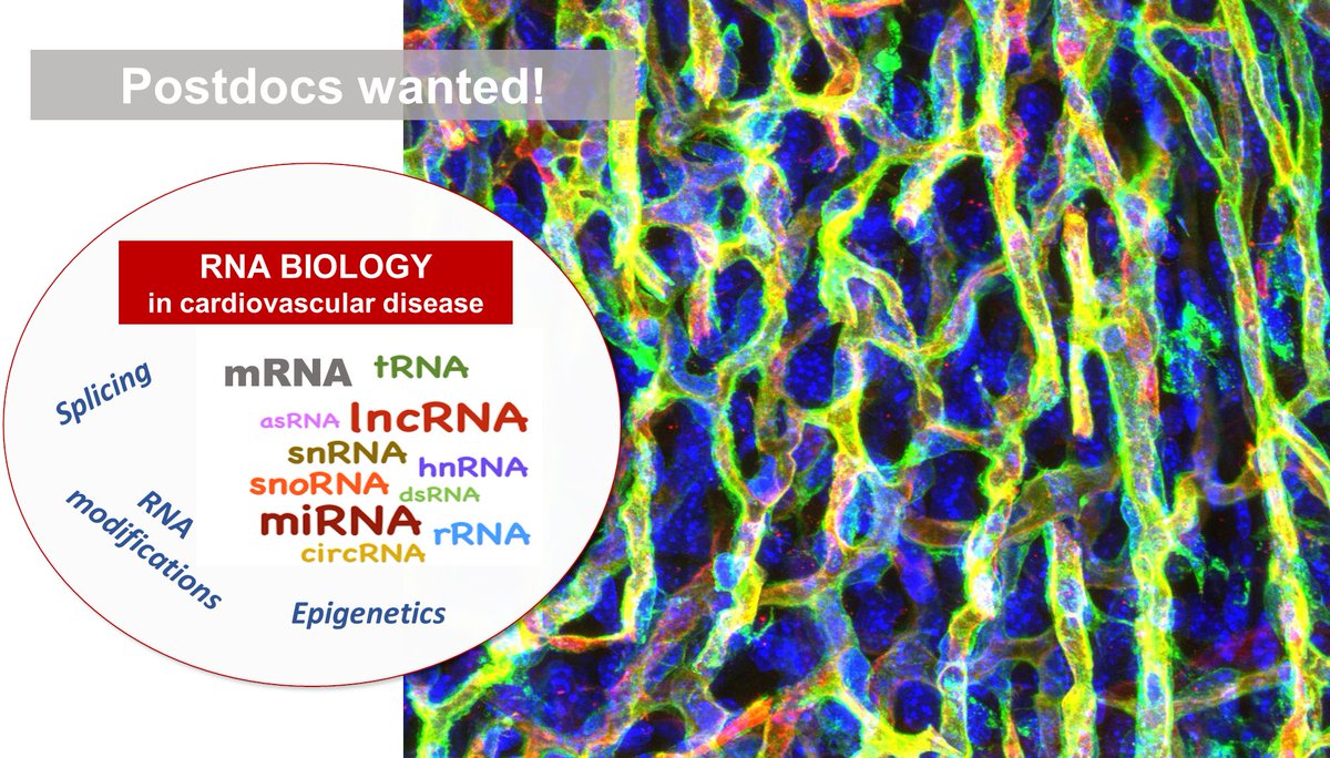 Stefanie Dimmeler (@stefaniedimmel1) on Twitter photo Do you what to further explore the RNA world in cardiovascular disease and live in one of the most liveable cities of the world (Frankfurt was recently ranked top 7) apply now to @Dimmelerlab <a href="/InstCardReg_FFM/">Institute of CVR</a> 👇 Do you what to further explore the RNA world in cardiovascular disease and live in one of the most liveable cities of the world (Frankfurt was recently ranked top 7) apply now to @Dimmelerlab <a href="/InstCardReg_FFM/">Institute of CVR</a> 👇