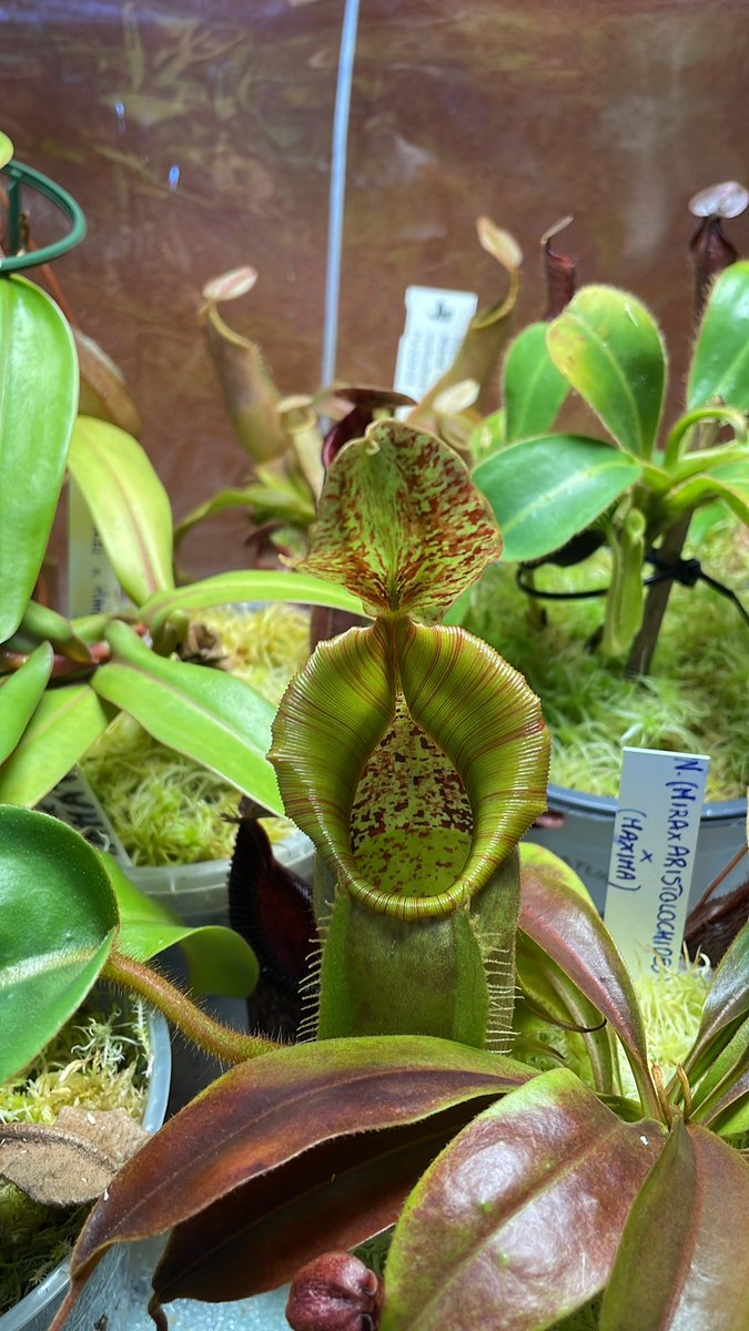 GM beautiful 🥵🥹
#Nepenthes #carnivorousplant #piantecarnivore