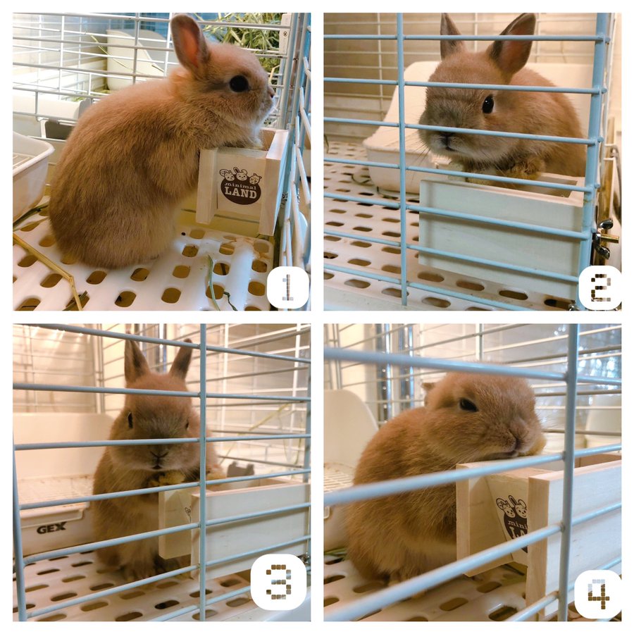 うさぎ専門店 うさぎ村 アメリカンラビット専門店