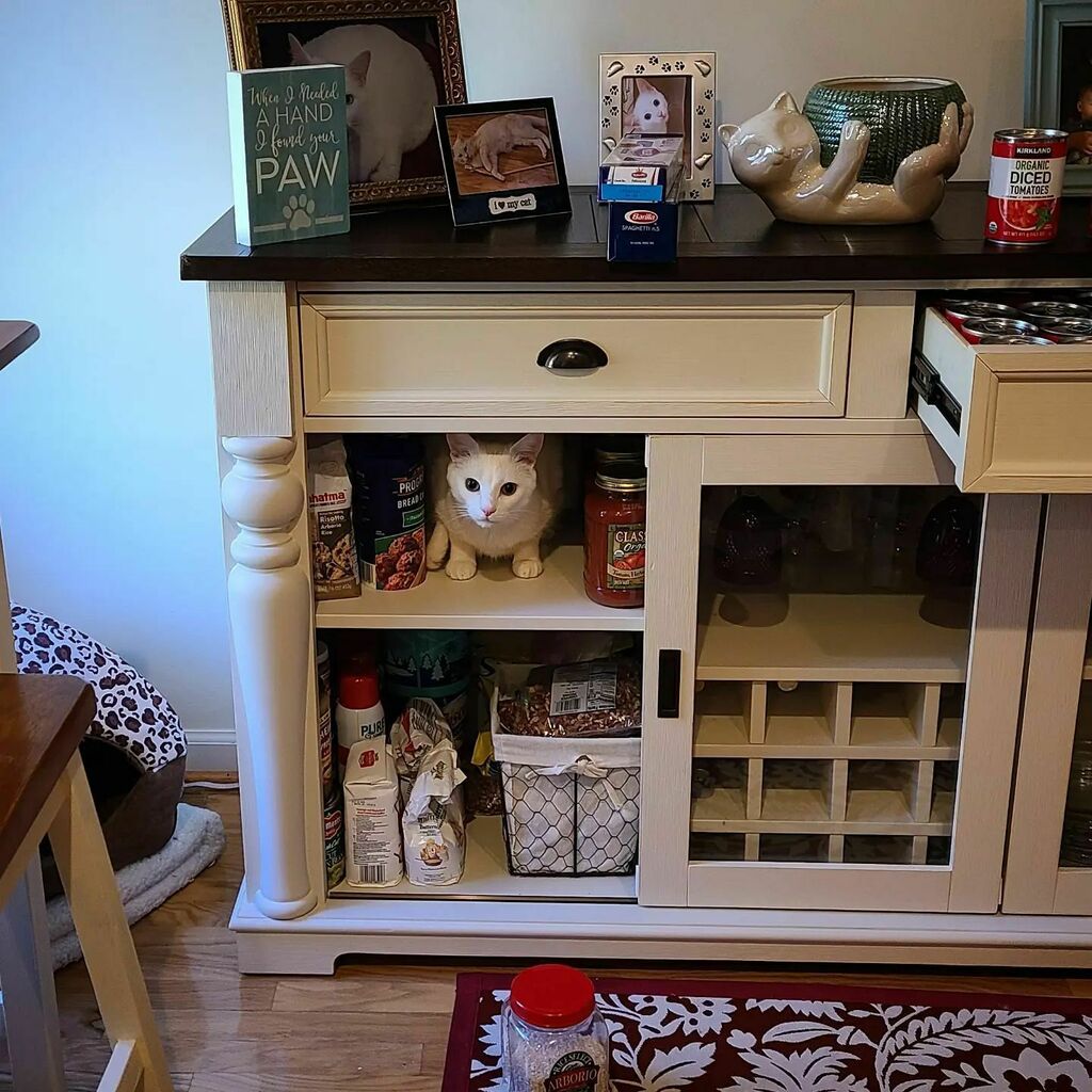 KitNipBox's tweet photo. When you see it... 🥰  #KitchenKitty #Groceries #KitNipBox 

[via Instagram I @onekillercat] https://t.co/USjAl8sL0p https://t.co/xRJdndgixz