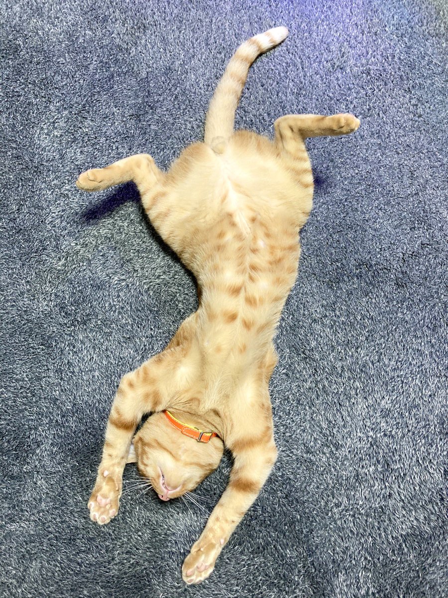 トラ猫ゴロー 🐾 こんにちは☺︎ 朝早くから沢山運動したからねฅ•ω•ฅ おやすみ