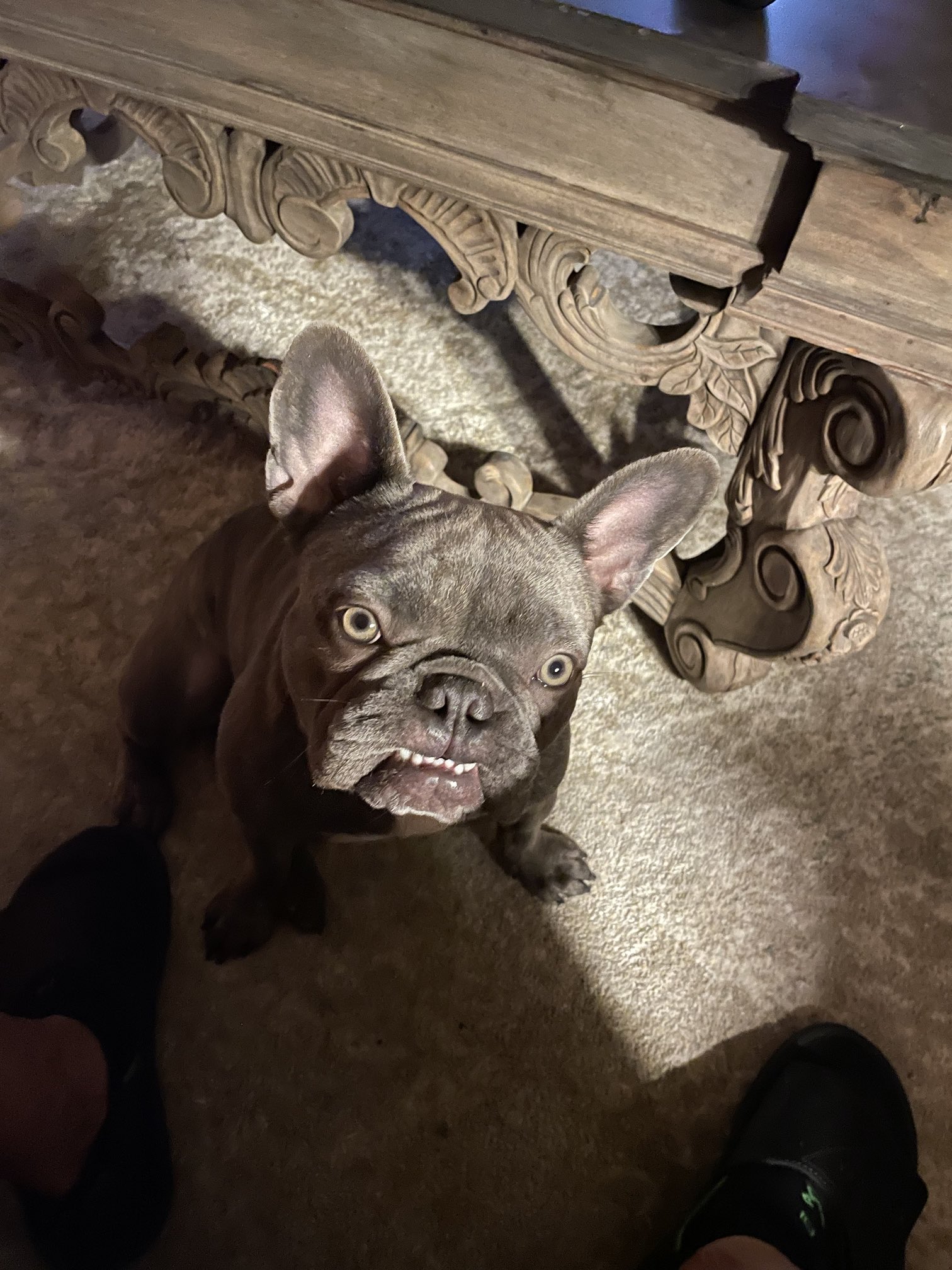 Persia Monir on Twitter "Oh my God my dog just had a ruffles potato