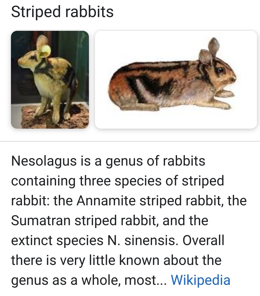 make up a bunny on Twitter: make up a bunny on Twitter: