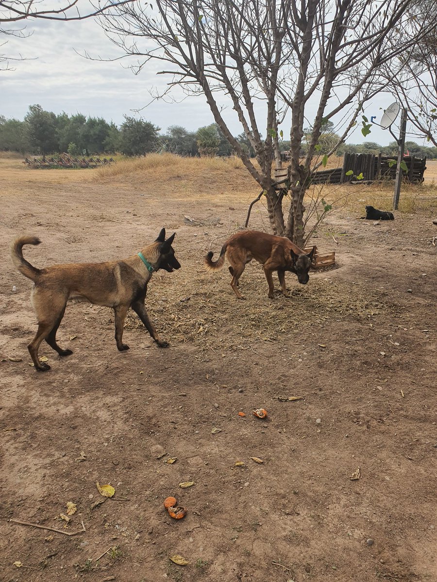 jota lanfranco tweet media