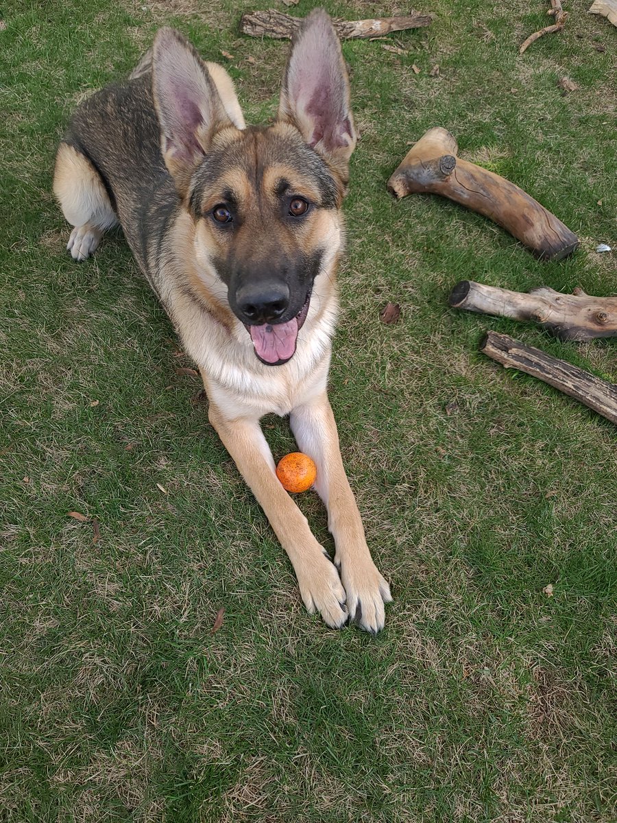 JasonJMilton's tweet photo. @colehauser Just found out you're coming to Calgary Alberta for the @calgarystampede. My German Shepherd is named after you.... (Well Kinda...) Is there any chance you would take a picture with my dog Rip?! #RipWheeler #Yellowstone #YYC #NameSake #CalgaryStampede #SendRip https://t.co/MJWGwcZ5HZ