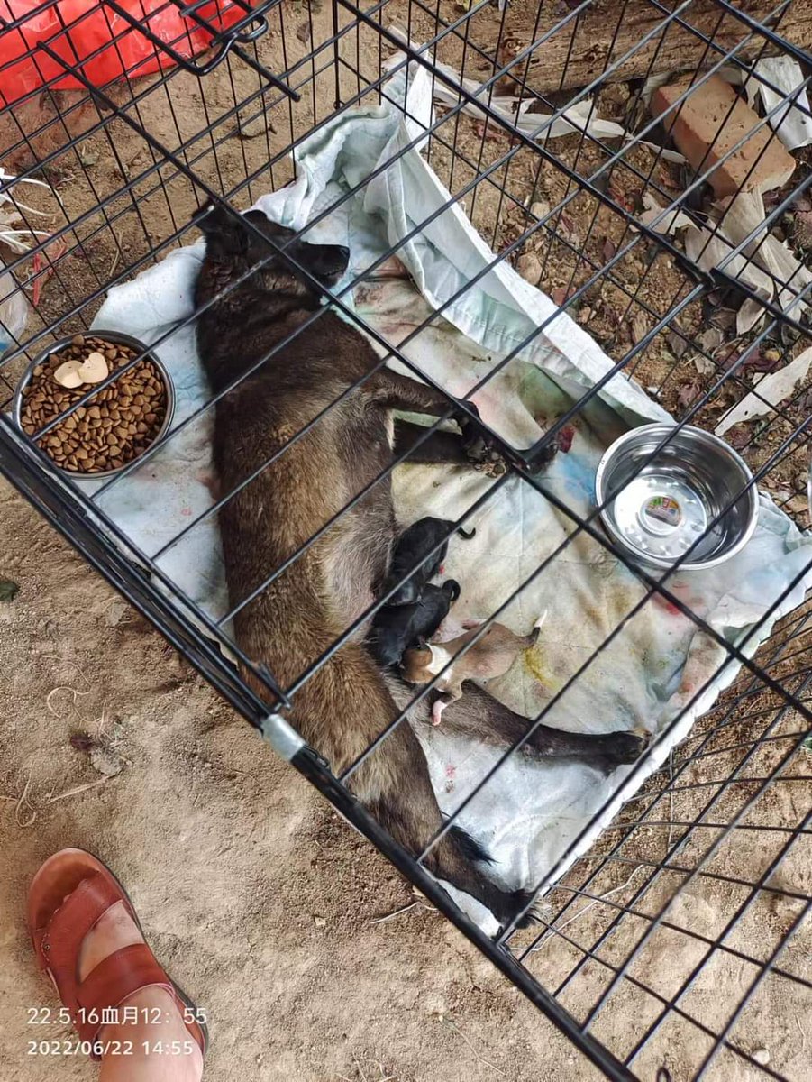 FleurFleurshack's tweet photo. Mother saved just before giving birth at evil Yulin festival https://t.co/QcusPdroyY