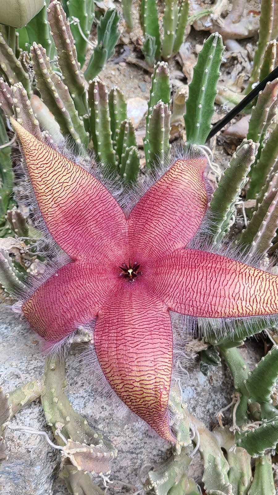 福岡市植物園 こんにちは 福岡市植物園 温室のサボテン 多肉植物室で犀角 サイカク が咲いています なんとも魅惑的なお花 Instagramではセイヨウニンジンボクのお話を上げています 是非に T Co Pwyvcd2fu5 T Co Wsu3o0g9pz