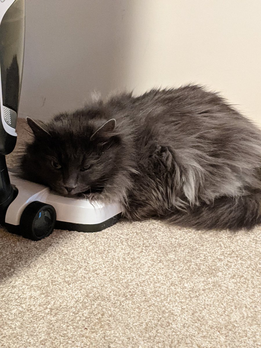 smokeyplaces's tweet photo. @65ziggystardust Napping on vacuum head as a pillow is my special skill 😹 says Quinn #greyboy #AdoptDontShop #rescued 💛 https://t.co/5JvdmS7vbk