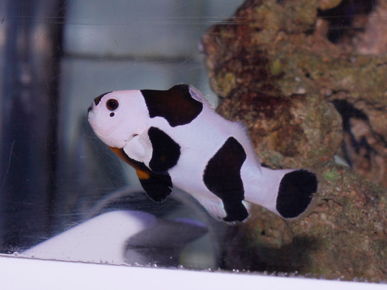 ブルーハーバー 最近の ブラック 系ブリードクマノミは真っ黒じゃない個体が多いです 人気種ブラックストーム ブラック代表ブラックオセラリス ミッドナイト ドミノ 黒というより濃茶でやってきます 写真右 However 飼育してると黒さが増す個体が殆ど