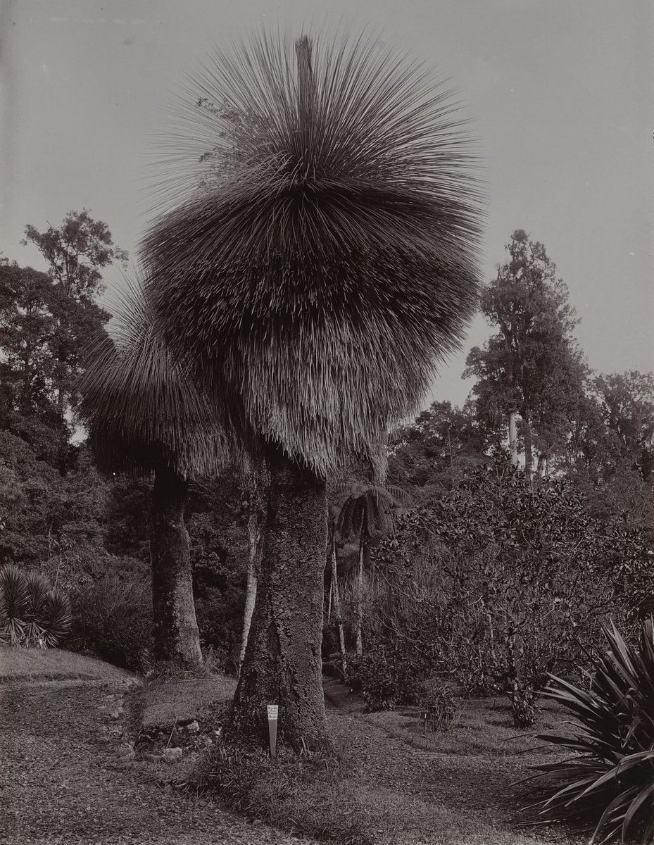 potolawas's tweet photo. Pohon rumput jenis (Xanthorrhoea) di Cibodas, sekitar tahun 1900-1913.
•
📸: National Gallery of Australia
•
#potolawas #potolawascianjur #cibodas #cianjur #xanthorrhoea #grasstree #pohonrumput https://t.co/sWoQENVJof