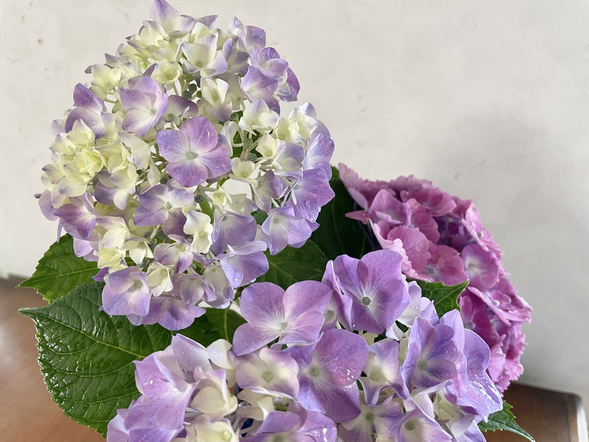 あちゅいねぇ😵
お庭の紫陽花を摘みました。紫陽花も心なしか干からびていたような…☀️💦水分〜！ https://t.co/3ZZFX5h5W9