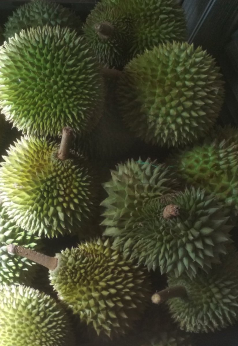 Mana <a href="/AjaxbroBro/">ajaxBro-xii sgt benci pada DAP dan lebai iblis</a> dgn <a href="/AimanAirin2/">NegaraKuTanahAir 🇲🇾</a> ni. Banyak lebih ni. <a href="/amran1817/">mAMran</a> dia tak makan durian pulak