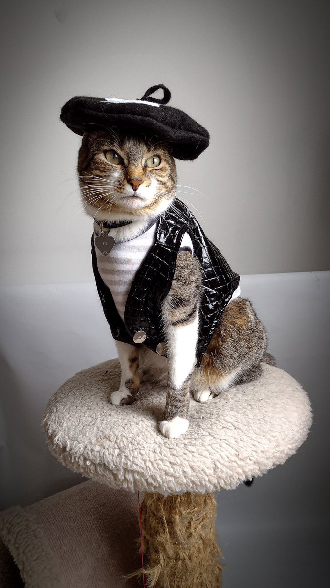 Li_the_cat's tweet photo. Hi furriends #cats #lithecat #CatsOfTwitter #gatosargentino 
IG: @li_the_cat #NoApaguesLaLuz https://t.co/miEvucGmdn