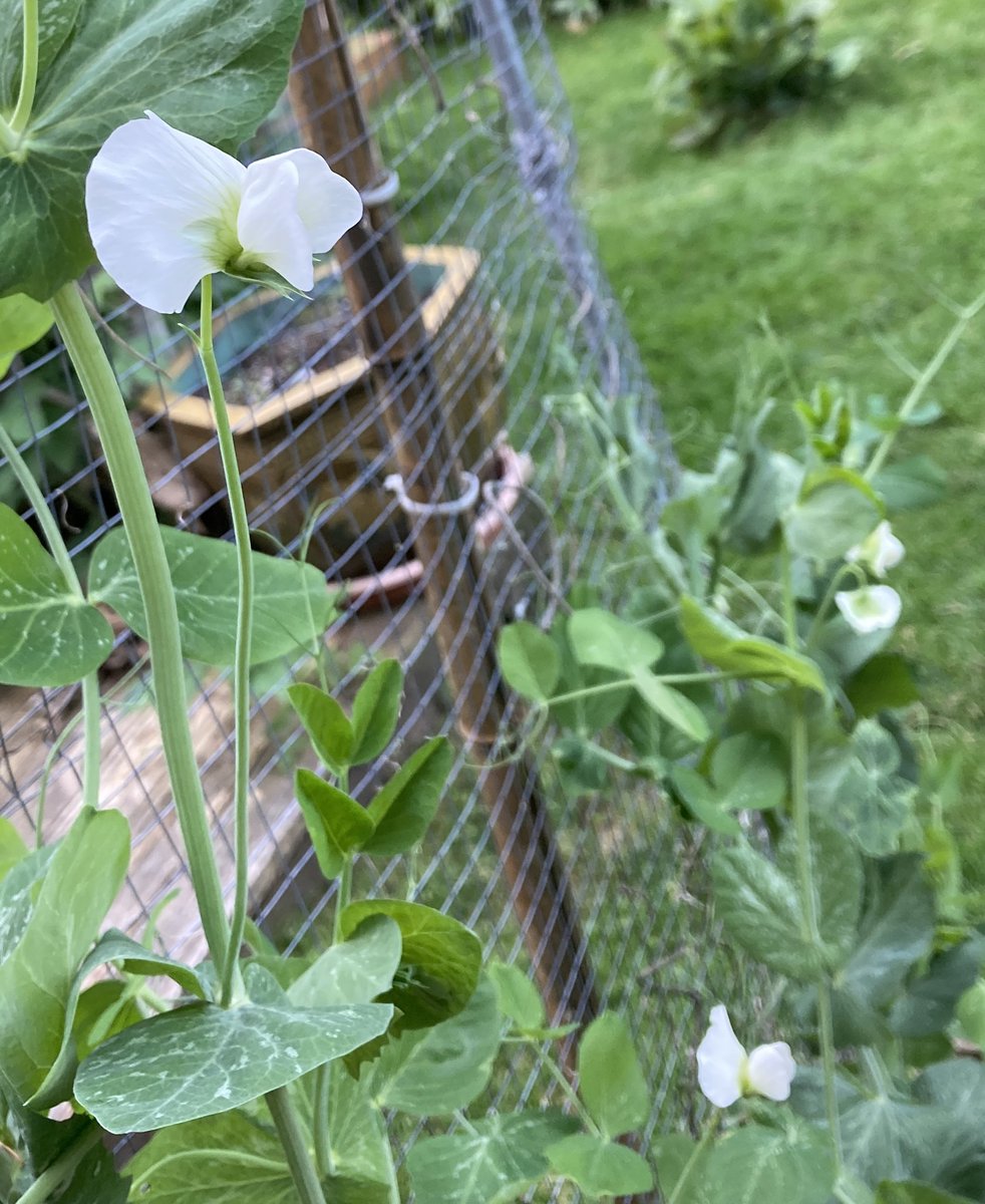 Garlic, onions and peas. Oh My!