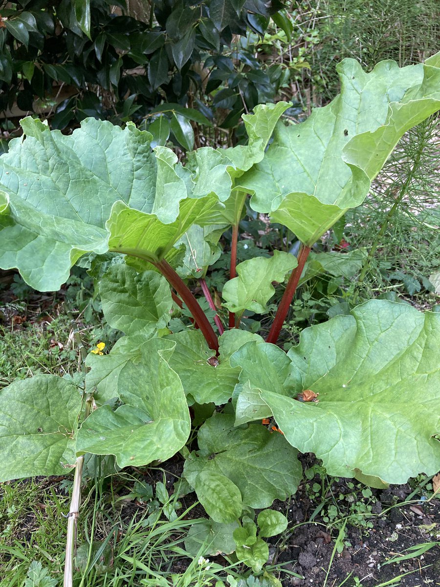 Raspberry rhubarb pie. I can smell it.