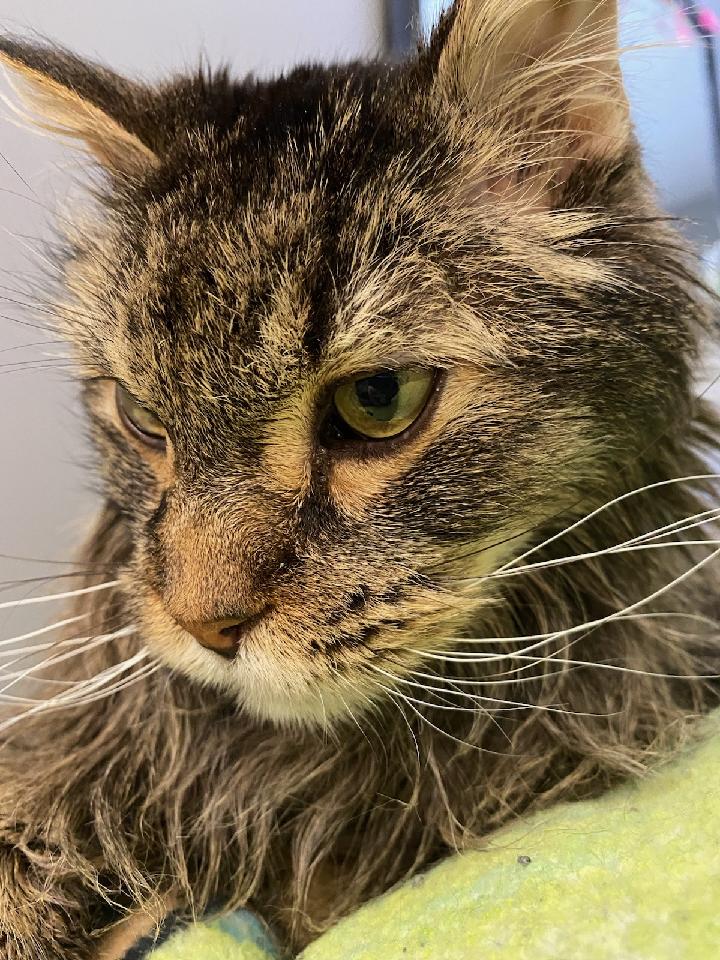 Jebbla's tweet photo. #catsjudgingthesupremecourt https://t.co/liftctWHHA