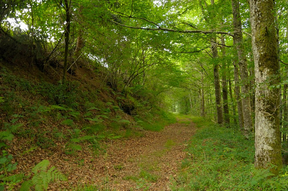 occitaniatours2's tweet photo. Caminando en la commune de St-Salvi-de-Carcavès, departamento de Tarn, Occitania.
#Occitanie #occitània #Tarn https://t.co/1B846b0xQF