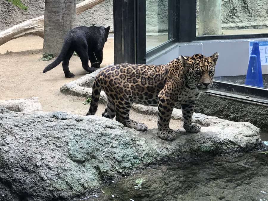 クロジャガーとクロヒョウ 黒変種 とは ブラックパンサーに会える動物園 Zoo Zoo Diary