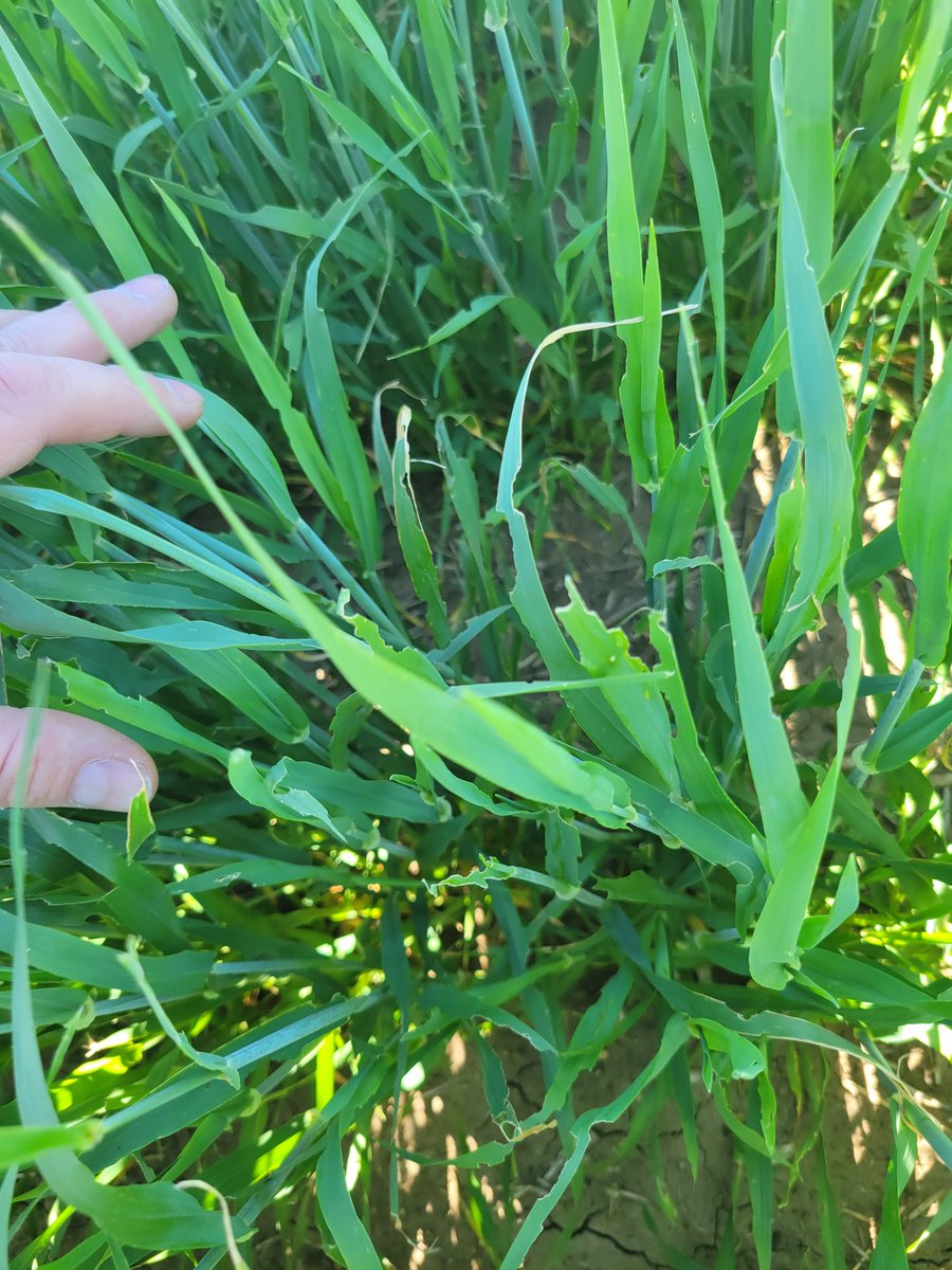MoneoDallas's tweet photo. Grasshoppers enjoying the barley. 😐 #faaack https://t.co/wt4FmP8elc
