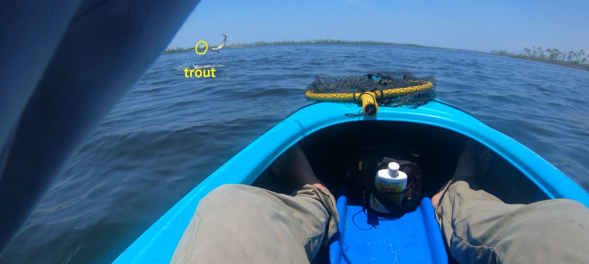 FishingTurdle's tweet photo. Shark going after my trout today, was able to get one of the jumps on camera. https://t.co/qz6P72dYtf