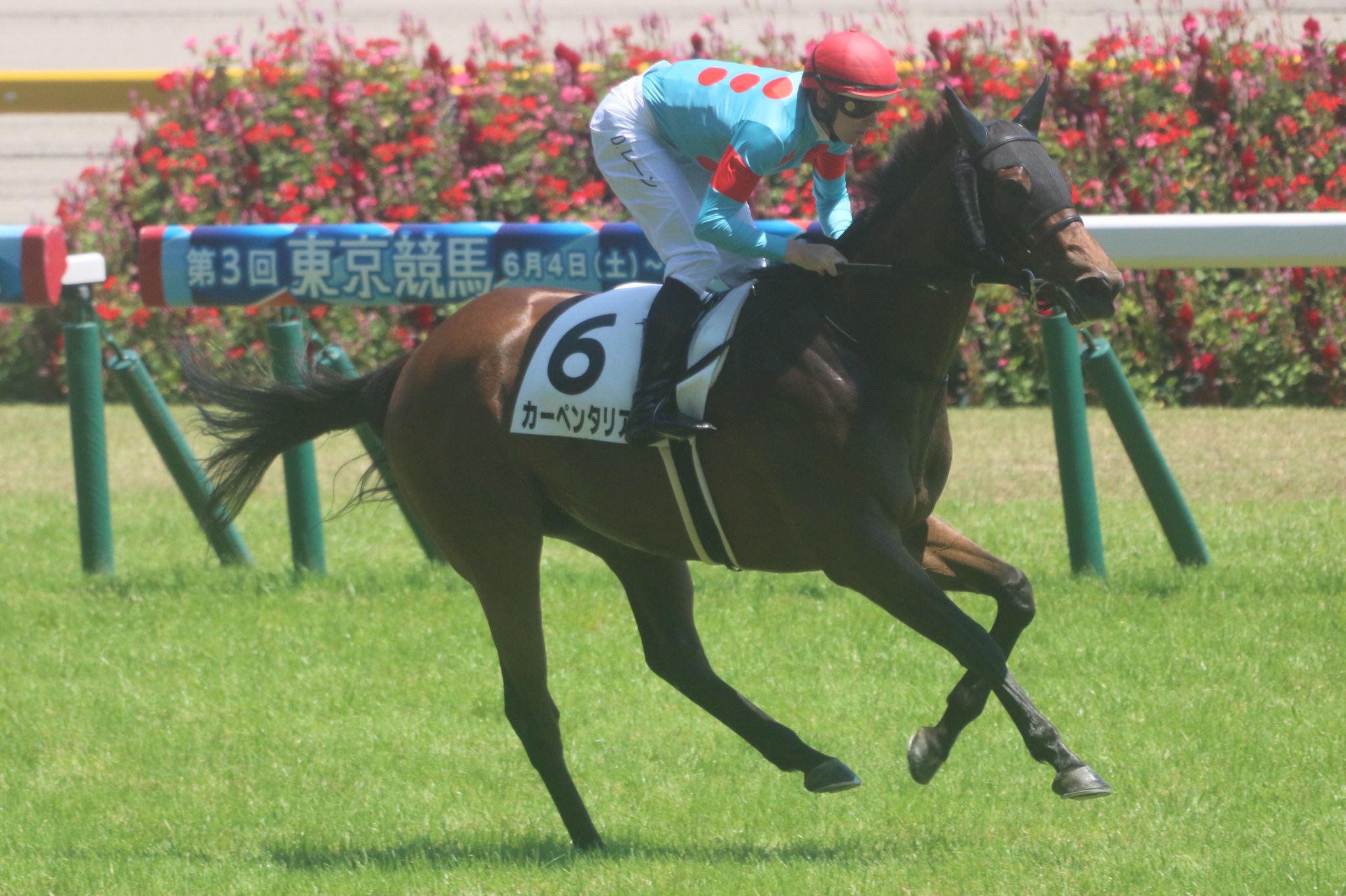 ふぉんの競馬 ウマ娘チャンネル カーペンタリア 直線ではやはり二強対決となり セキテイオーを捕らえ最後は流してゴール モシーンの仔なのでプリモシーンの妹にあたりますね 出資者 会員の皆様おめでとうございます T Co Ffcohvh9ki Twitter