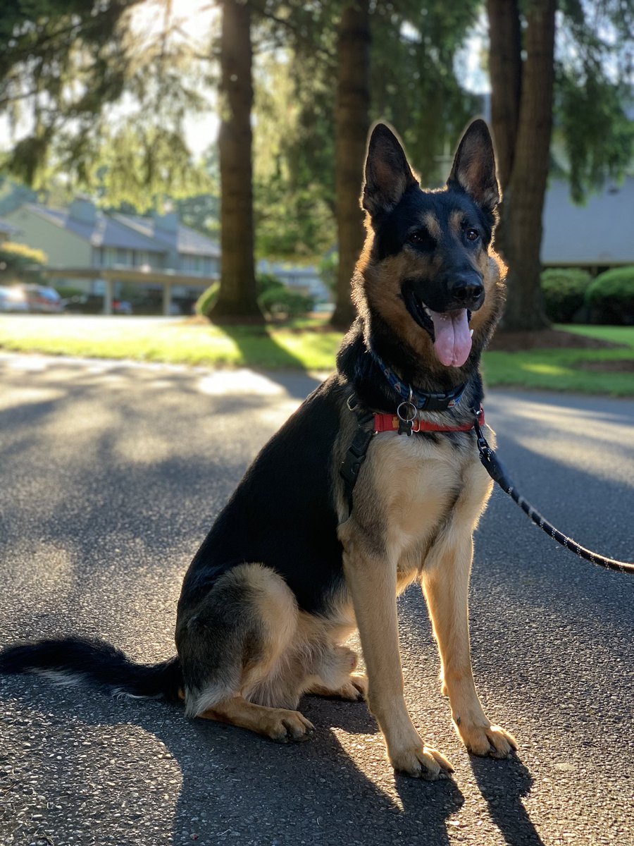 callmeFission's tweet photo. a good boy ❤️ ❤️🐕 https://t.co/RNtBSpIe7i