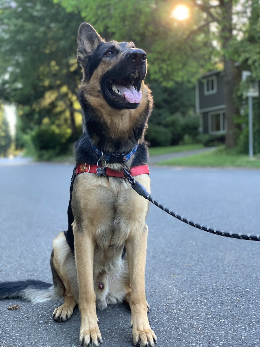 callmeFission's tweet photo. a good boy ❤️ ❤️🐕 https://t.co/RNtBSpIe7i
