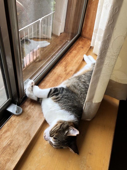 ねむり猫様 専用 Www Vetrepro Fr ねむり猫様 専用 Www Vetrepro Fr