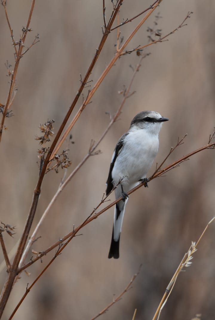 magical_melghat's tweet photo. #KatepurnaWildlifeSanctuary is a quite getaway for  Birdwatchers near Amravati Akola Renowned for #FourhornedAntilope #BarkingDeer #Leopards 
You can view many birds of #Grassland #Wetland &amp; enjoy Boating+Birdwatching+Nature Trails in #Katepurna Reservoir
#MelghatTigerReserve https://t.co/J9NUADFBaO