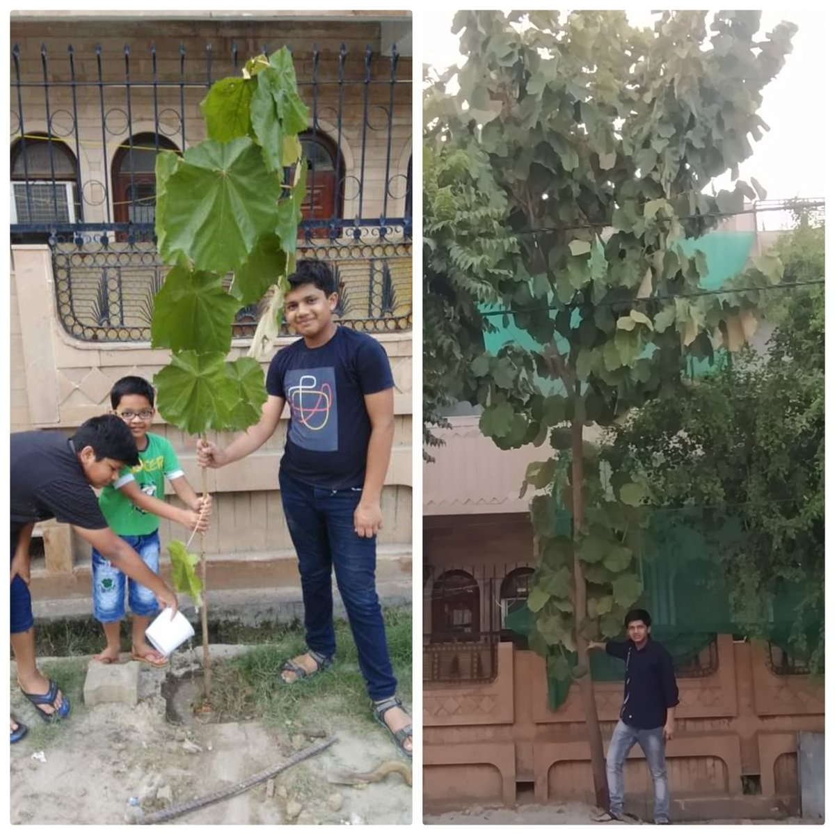 THEN and NOW ..By lord Shri Krishna's grace..Kanak champa sapling no.(1672) planted on 7/6/19  #onetreeeverydaysaveearthcampaign #fightclimatechange #afforestation #carbonsequestration #BeatAirPollution #PlantTreesPlantHope #ClimateAction #oneearth #KingdomAnimaliaTrust