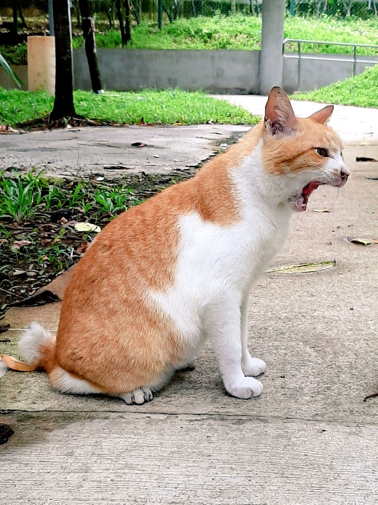 Community Cats tweet media