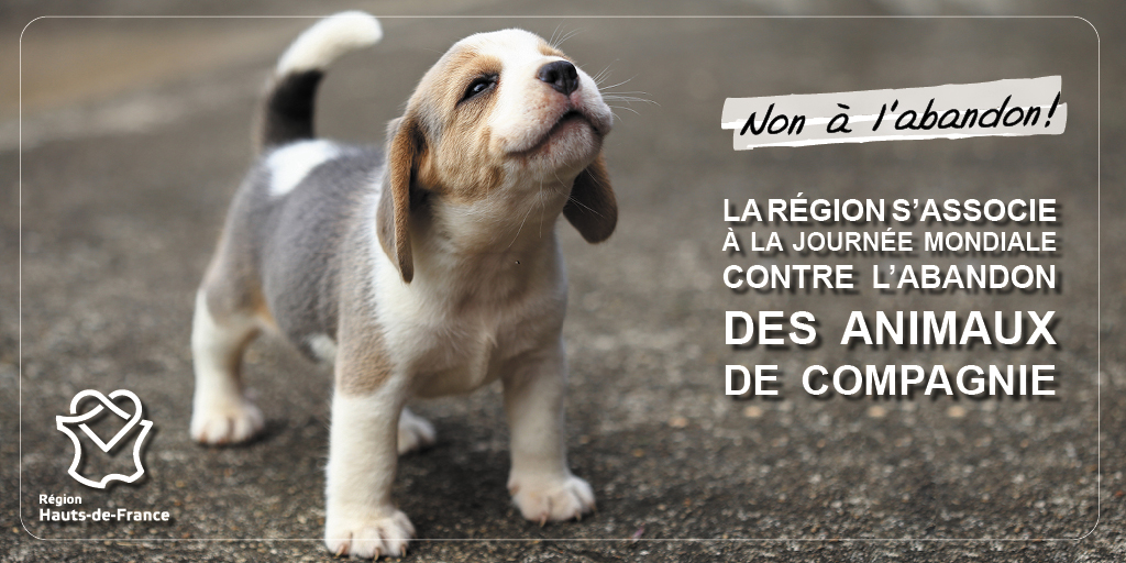 🐕 Chaque année, des milliers d'animaux sont abandonnés durant l'été 🐈

✅ Soutenons la journée mondiale contre l'abandon des #animaux de compagnie en #hautsdefrance ! #StopALAbandon