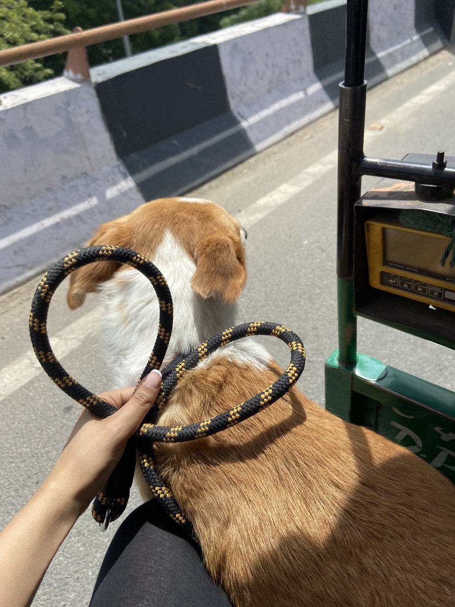 SuOnRamp's tweet photo. When you see @binance in your doggo’s leash🧡🖤💛 #Binance https://t.co/EeLTnvhhDc