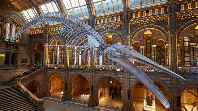 Job vacancy: postdoc position at The Natural History Museum <a href="/NHM_London/">Natural History Museum</a>  on #conservation of endangered #frogs and their affiliate taxa, including #pathogens. #eDNA, #bioinformatics. Application deadline 5 July 2022. Full details at careers.nhm.ac.uk/templates/CIPH…