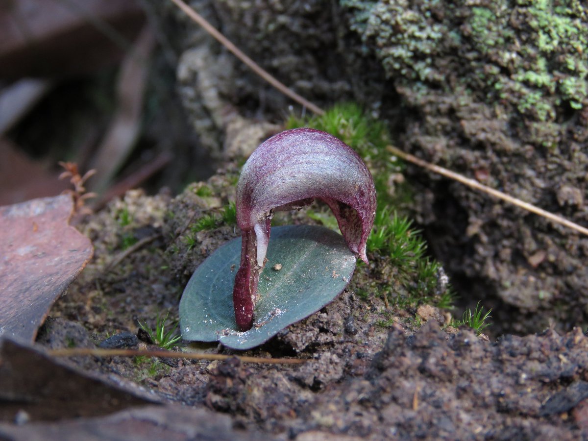 TimEntwisle's tweet photo. For those who are not native orchid dilettantes, the delight in finding this slug on a leaf (otherwise known as Corybas acontiflorus) may pass you by. Upper Beaconsfield way... https://t.co/Bn2NAqpAi5