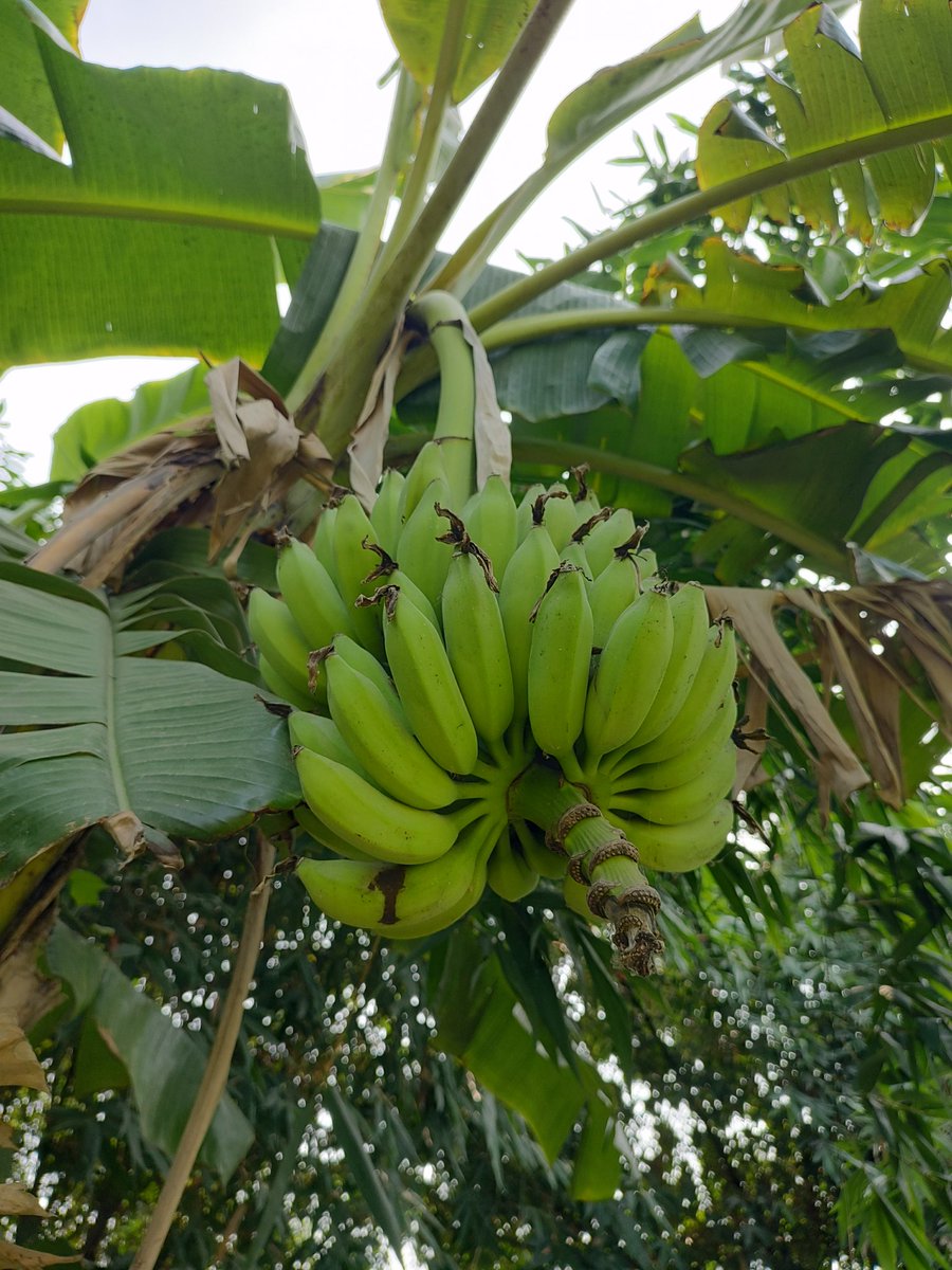 AbhiTirhutiya's tweet photo. हमरो रोपल चिनियाँ पाकहि बला होएत 
#Chiniyan #Banana #Vaishali #Hajipur https://t.co/oXUeYAVe5N