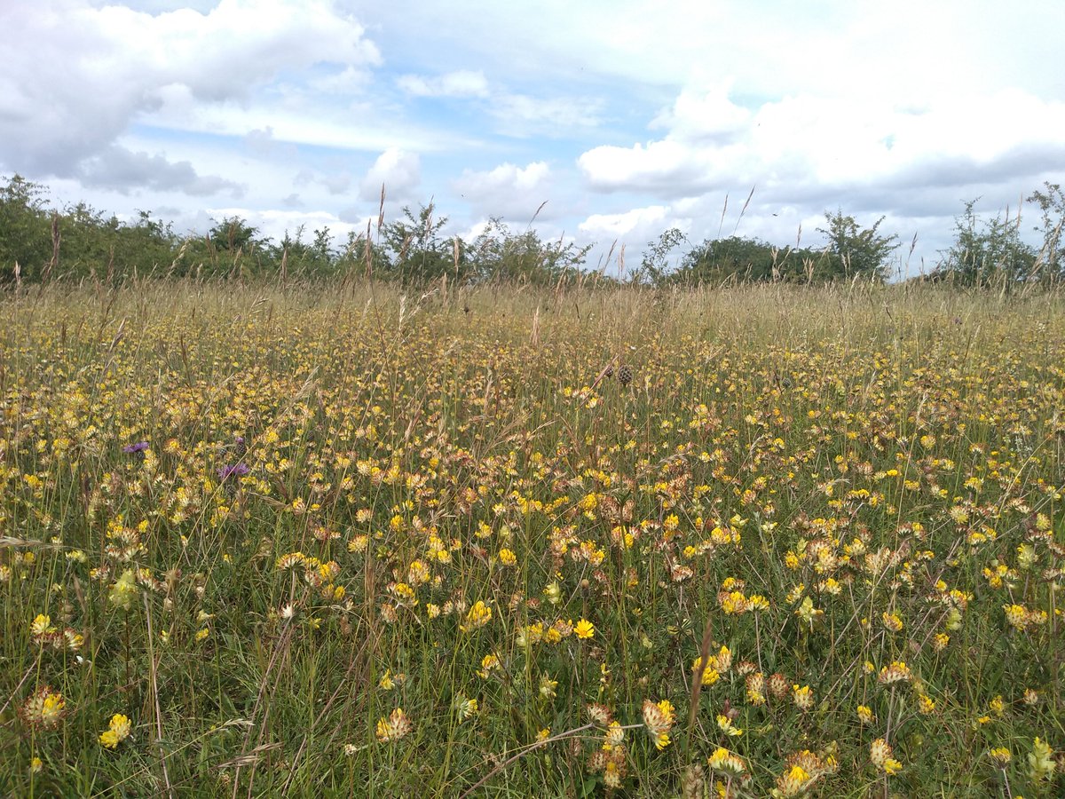 joeyhill75's tweet photo. And in contrast the @SuttonCouncil side of #roundshawdowns. This really is lovely! #managedfornature #conservationgrazing #swifts #kidneyvetch Well done to all involved in making it so special! @SNCVvolunteers https://t.co/mwLxQhEqHS