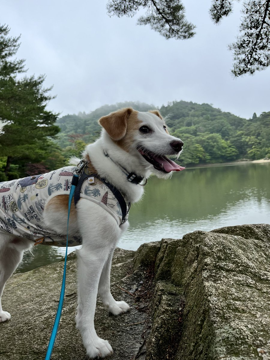 今日のお山の森は霧がかかってます🌳🍃
空は曇ってるけど湿度が高くて蒸し暑い💦お散歩は楽しいけど早めに帰ろうね🐾
#熱中症に気をつけよう