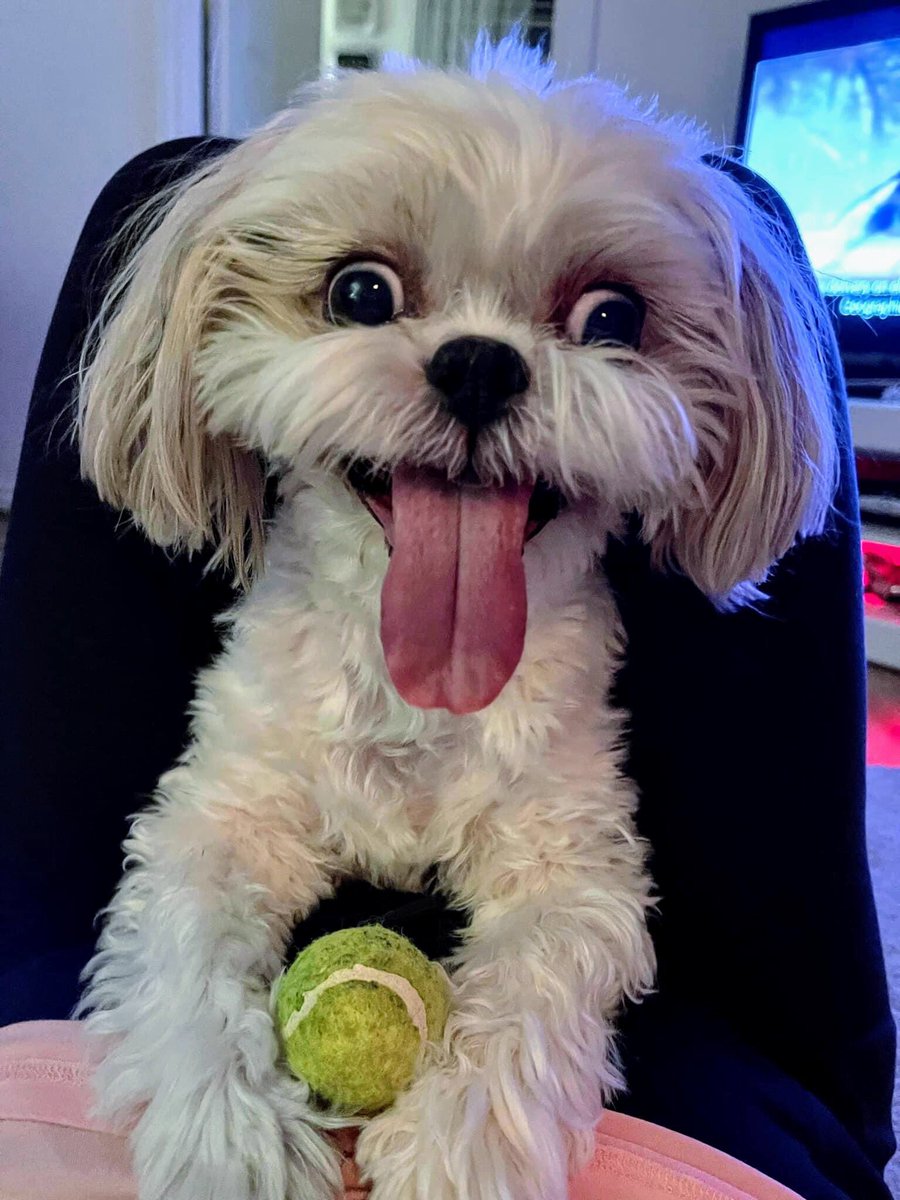 imahodson's tweet photo. @StormHuntley This is kiko my shihtzu…..
Hope his excited face will cheer you up ….
Get well soon 🥰 https://t.co/PueVbzCtNe