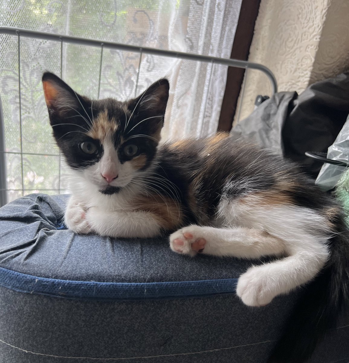 Sparty_Kitty_'s tweet photo. I am so happy @CutesyKitty has returned home today from her Dublin adventures!! She can give me cuddles and food again now 🐱🐱🐱❤️ #CatsOfTwitter #CatsOnTwitter #CatTwitter #kittensofTwitter #kittensontwitter #kittentwitter https://t.co/REqEvrTJsJ