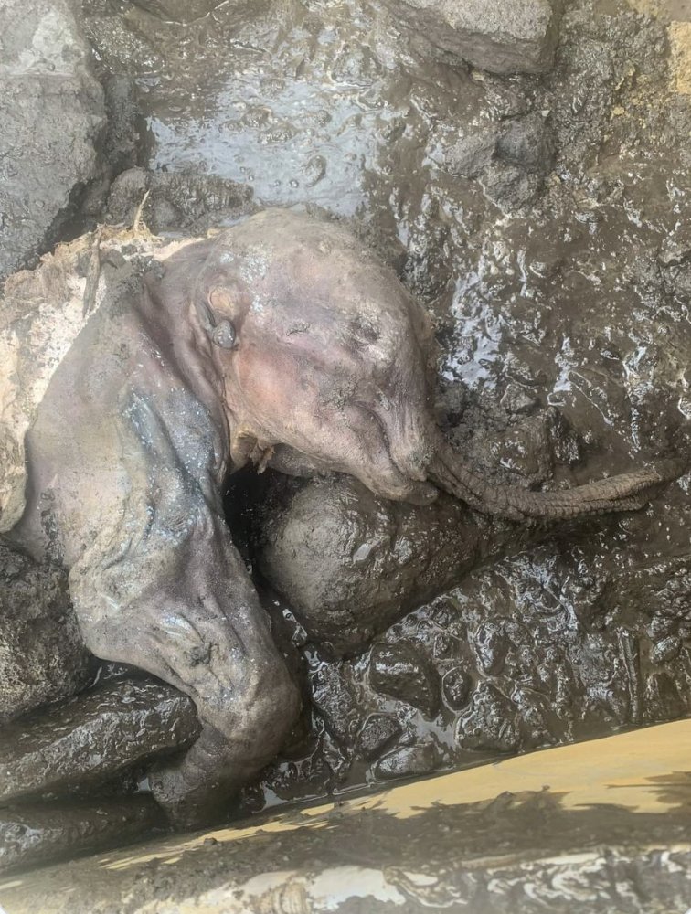 Extraordinaire!Ce bébé #mammouth laineux complet nommé Nun cho ga, est le 2e trouvé dans le monde, et le 1er en Amérique du Nord! Découvert dans les champs aurifères du Klondike (Yukon) #Canada,(elle) serait morte il y a 35 000/40 000 ans bit.ly/3u2TzB0 #paléontologie