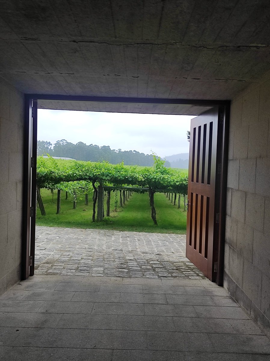 GaliciaEndWay's tweet photo. Viñedos preciosos!👍
#viledos #vineyards #weingüter https://t.co/SZQsEfwpne