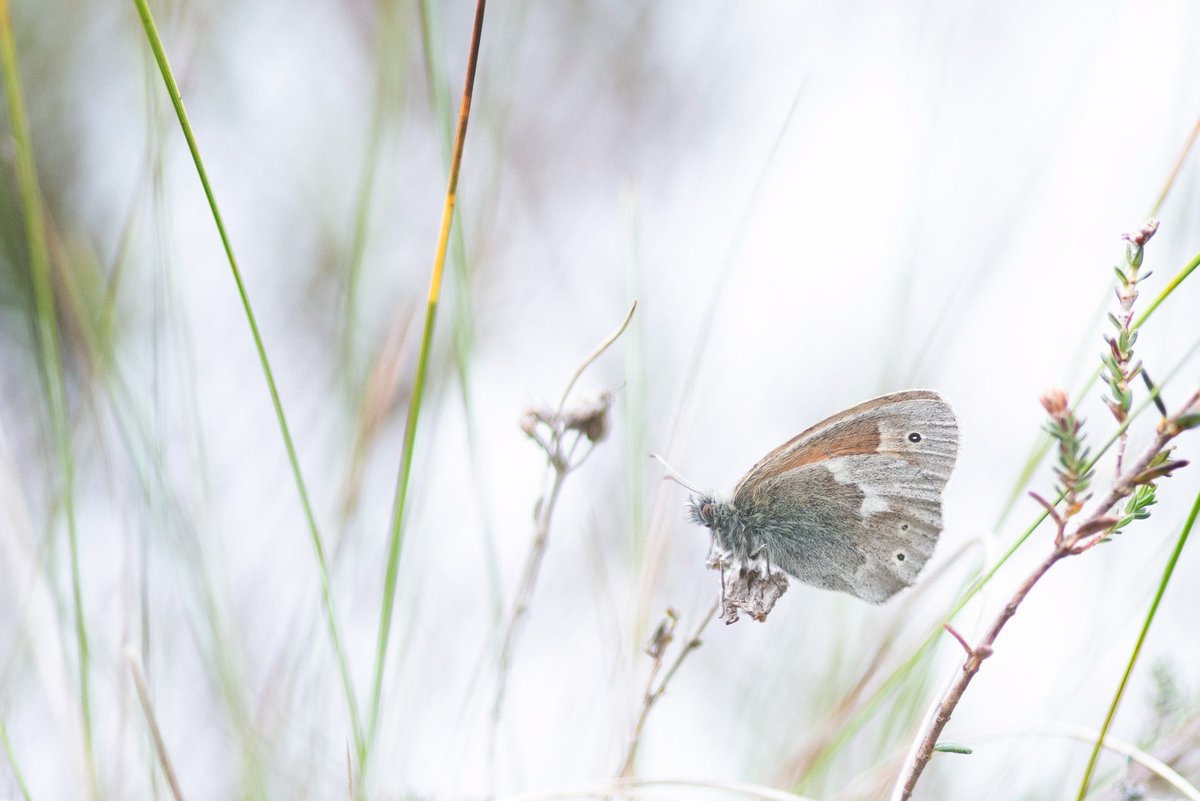 SimonGray14's tweet photo. Have now recorded Large Heath on all of our CANN Raised Bog sites! Got great views on the Fairy Water Bogs in past couple weeks! Hopefully restoration will help them further! @theCANNproject @UlsterWildlife @BCNI_ #largeheath #peatlands https://t.co/vgIYcHEpL6