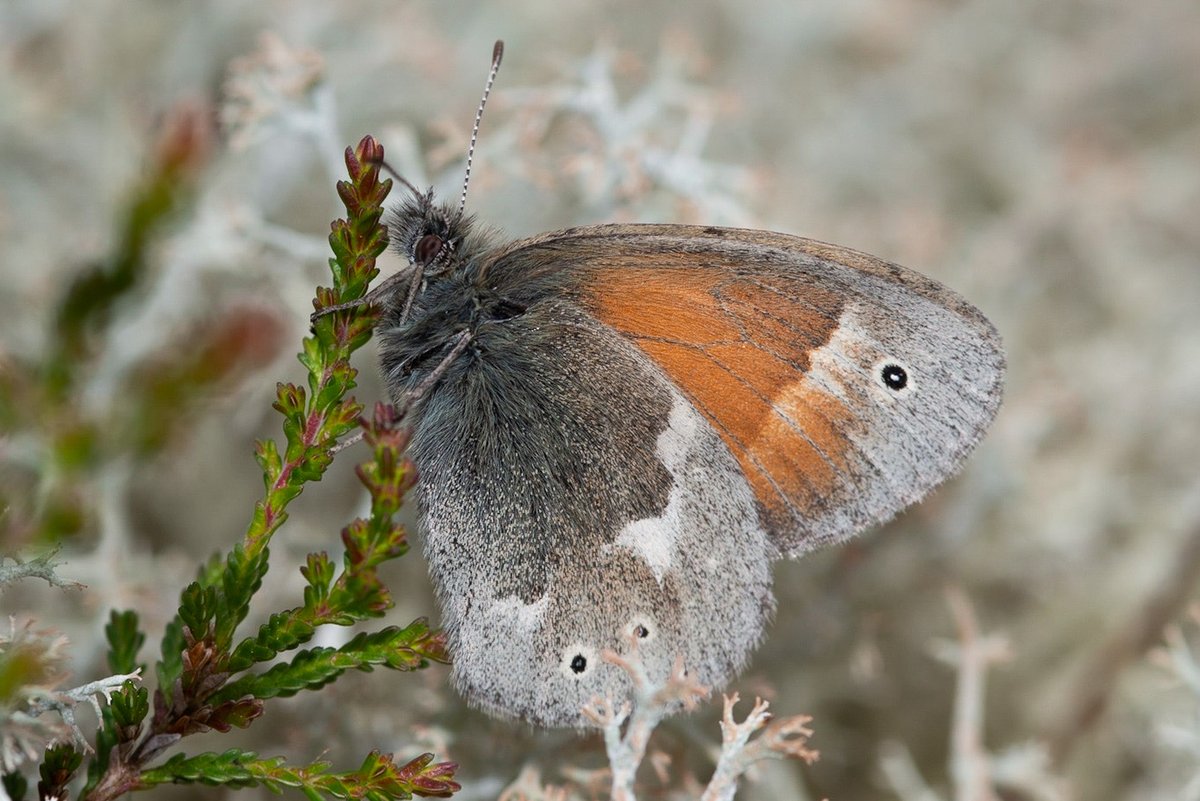 SimonGray14's tweet photo. Have now recorded Large Heath on all of our CANN Raised Bog sites! Got great views on the Fairy Water Bogs in past couple weeks! Hopefully restoration will help them further! @theCANNproject @UlsterWildlife @BCNI_ #largeheath #peatlands https://t.co/vgIYcHEpL6