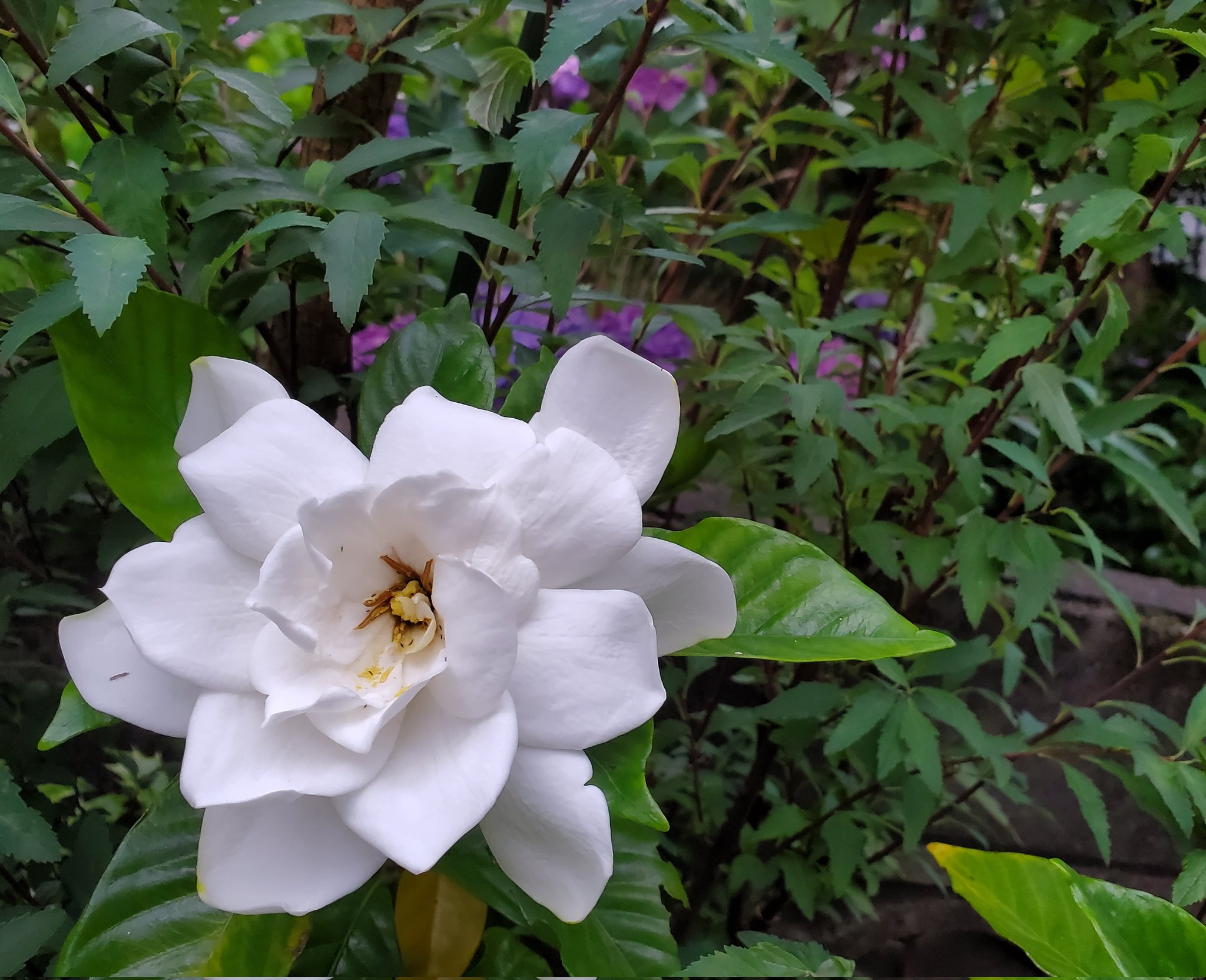 Milkywayyy 庭のくちなし梔子の花が咲いた 甘い香りは初夏を感じさせる 一説には 果実が熟しても裂開しないため 口がない実の意味から 口無しとか 実は栗きんとんなどに利用 疲労回復効果があるそう 花言葉は喜びを運ぶ 幸せ 正岡子規の一句